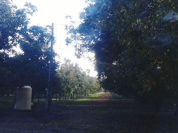 Empty road with trees in background