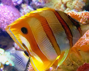 Close-up of fish swimming in aquarium