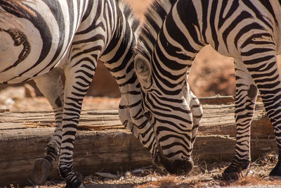 Close-up of zebras standing at zoo