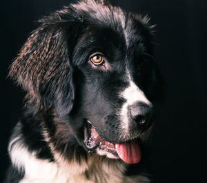 Close-up of dog looking away