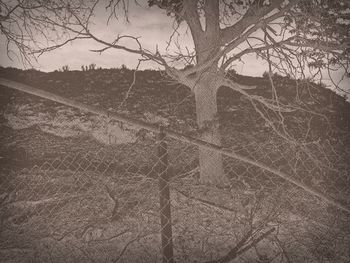 Bare tree on field against sky