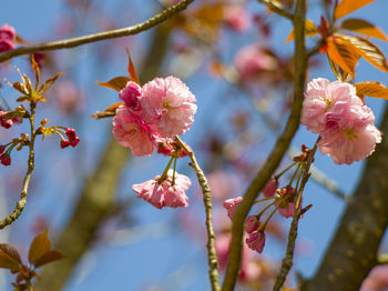 Close-up of pink cherry blossoms in spring