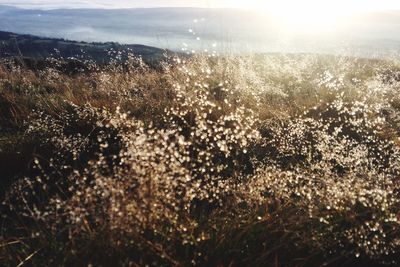 Close-up of plants against sea during sunset