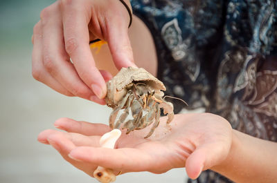 Midsection of person holding hermit crab