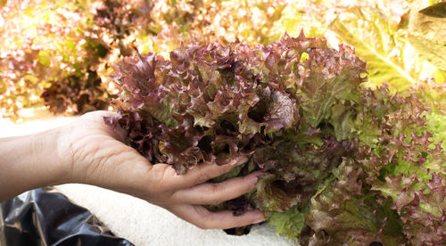 Close-up of hand holding purple flowering plant