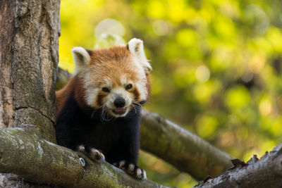 Portrait of a red panda