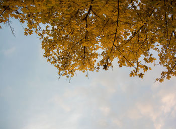 Low angle view of tree against sky during autumn