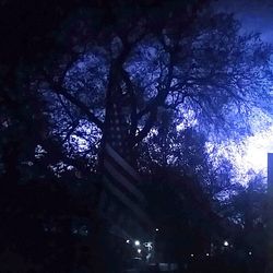Low angle view of illuminated tree