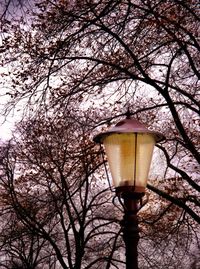 Low angle view of illuminated lamp post