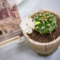 High angle view of potted plant on table
