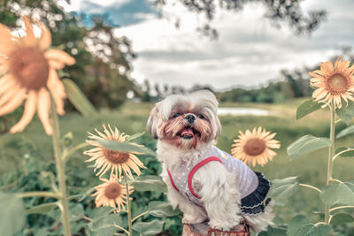 View of dog on flower