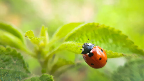 ladybug