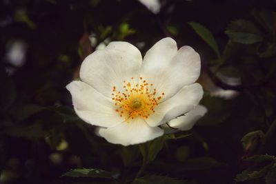 Close-up of white flower