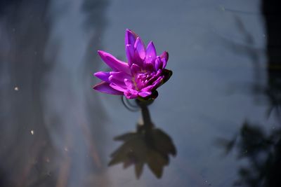 Close-up of pink water lily in lake