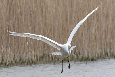 Seagull flying over a lake