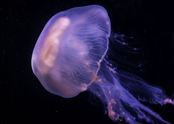 Close-up of jellyfish in sea