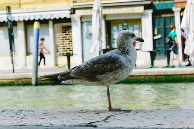 Side view of a bird in water