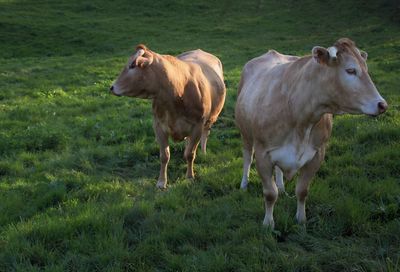 Cows standing on grassy field