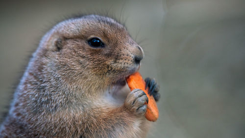 Close-up of squirrel eating food