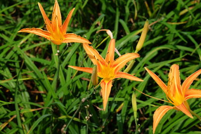 Close-up of plant