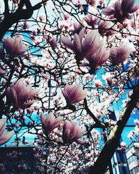 Low angle view of pink flowers blooming on tree