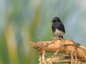 Close-up of bird perching on branch