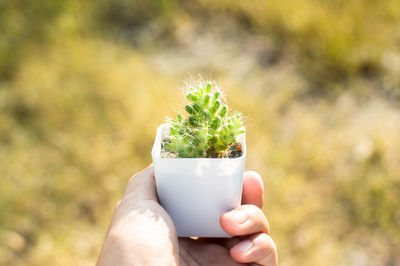 Close-up of hand holding potted plant