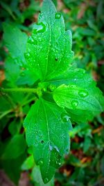 Close-up of water drops on plant