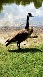 Full length of a bird on lakeshore