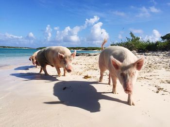 Pigs walking at beach during sunny day