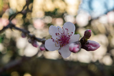 Close-up of pink flowers blooming on tree