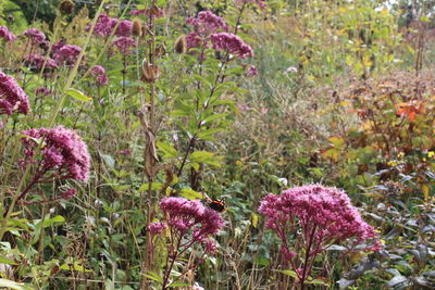 Pink flowers blooming in field