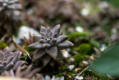 Close-up of white flowering plant on land