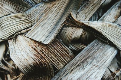 Full frame shot of dried plants