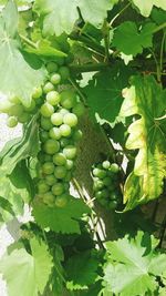 Close-up of grapes