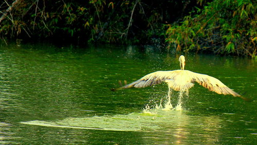 Bird flying over lake
