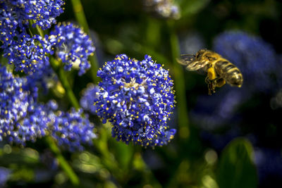 Close-up of bee hovering on purple flower