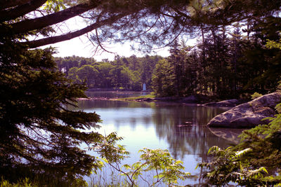 Reflection of trees in lake