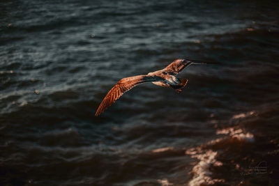 Close-up of eagle flying over sea