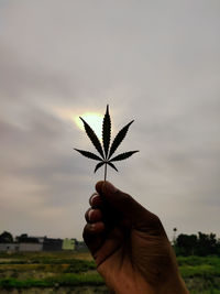 Cropped hand of person holding marijuana leaf against sky during sunset