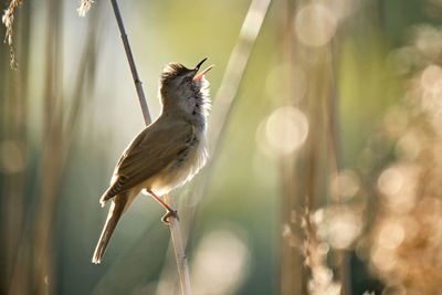 Close-up of bird perching on a plant