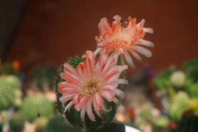 Close-up of pink flower