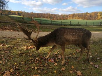 Deer in a field