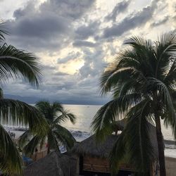 Palm trees on beach against sky