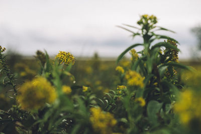 Close-up of yellow flowering plants on field