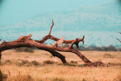 Two cheetahs on a tree, amboseli national park, kenya, africa