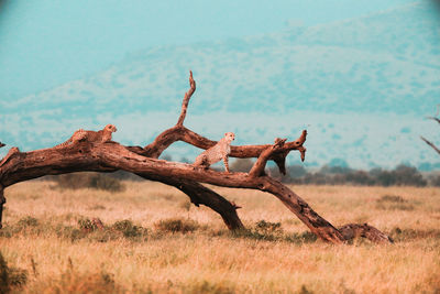 Dead tree on field