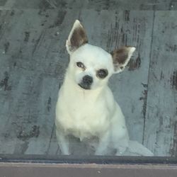 Portrait of white cat