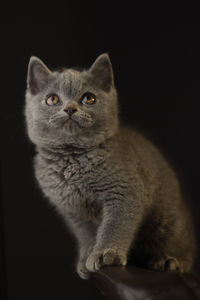 Close-up portrait of a cat over black background