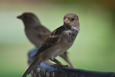 Close-up of bird perching outdoors